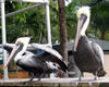 pelican2.jpg
