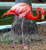 pink_flamingo.jpg