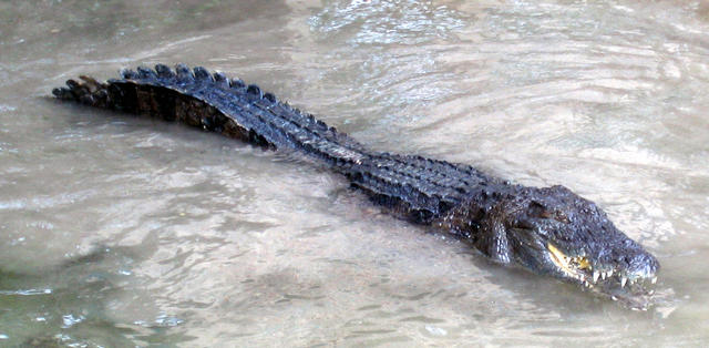 ../pictures/alligator_feeding.jpg