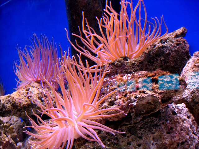 ../pictures/anemone_in_aquarium.jpg