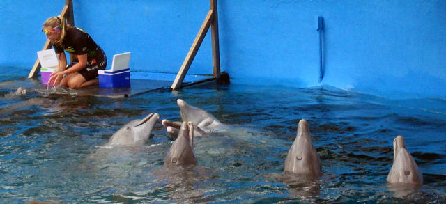 ../pictures/dolphins_in_show1.jpg