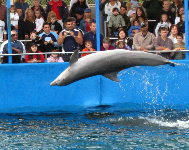 ../pictures/dolphins_in_show2.jpg