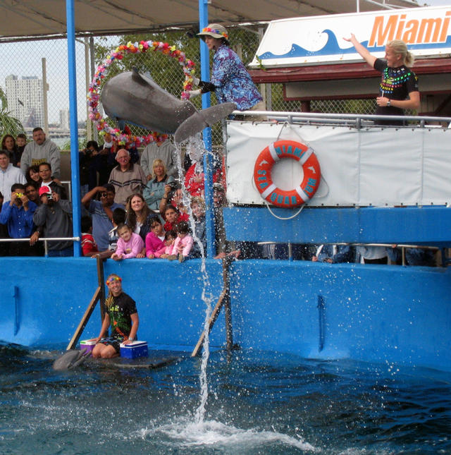 ../pictures/dolphins_in_show3.jpg