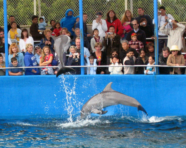 ../pictures/dolphins_in_show4.jpg