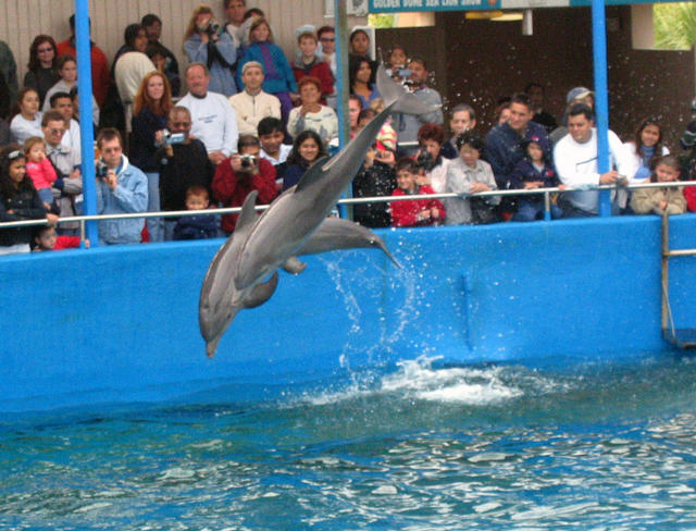 ../pictures/dolphins_in_show5.jpg