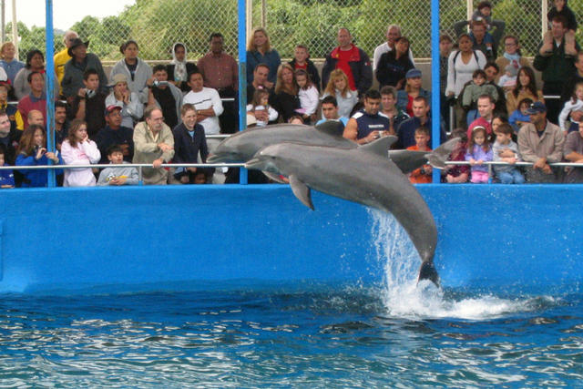 ../pictures/dolphins_in_show6.jpg