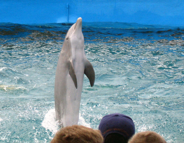 ../pictures/dolphins_in_show7.jpg