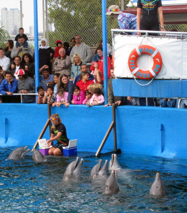 ../pictures/dolphins_in_show8.jpg