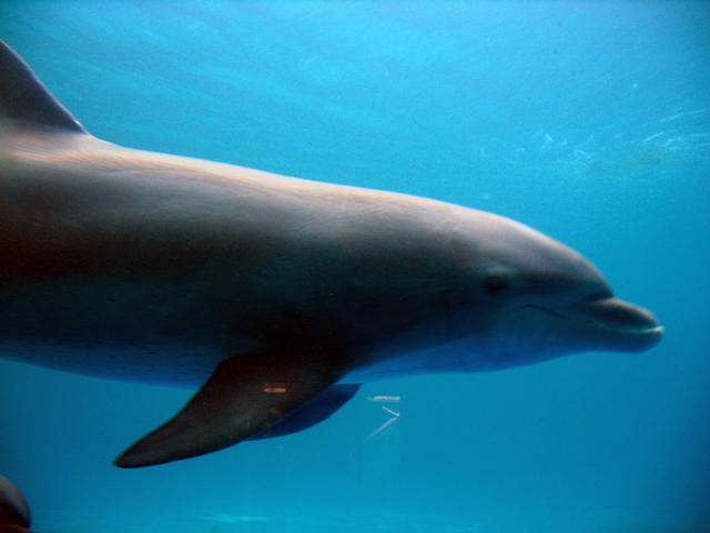 ../pictures/dolphins_underwater2.jpg