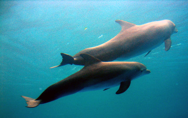 ../pictures/dolphins_underwater3.jpg
