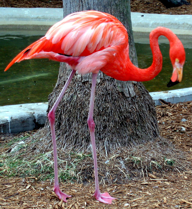 ../pictures/pink_flamingo.jpg