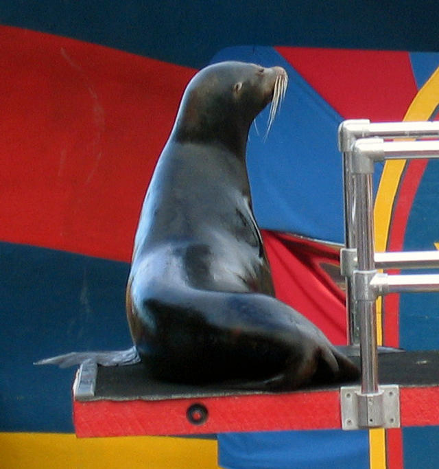../pictures/sea_lions_in_show1.jpg