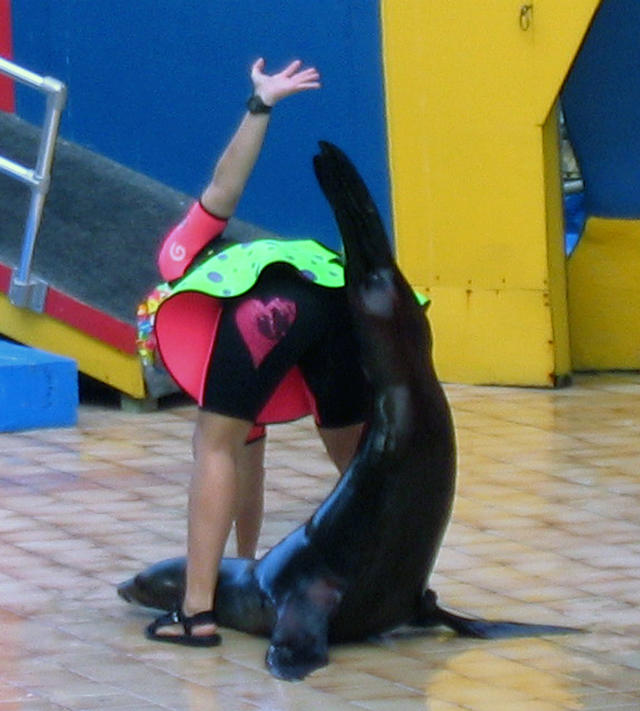 ../pictures/sea_lions_in_show2.jpg