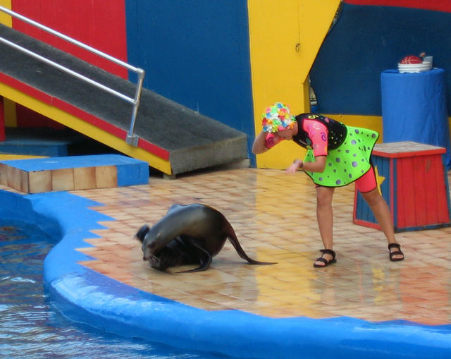 ../pictures/sea_lions_in_show3.jpg
