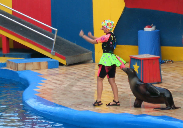 ../pictures/sea_lions_in_show4.jpg