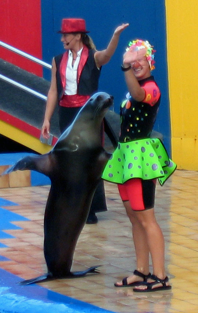 ../pictures/sea_lions_in_show7.jpg