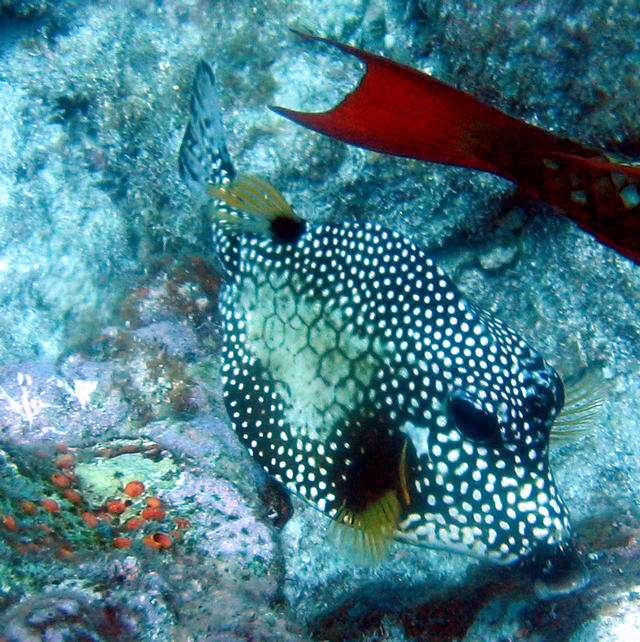 ../pictures/cow_fish2.jpg