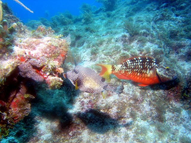 ../pictures/cow_fish_and_parrot_fish.jpg