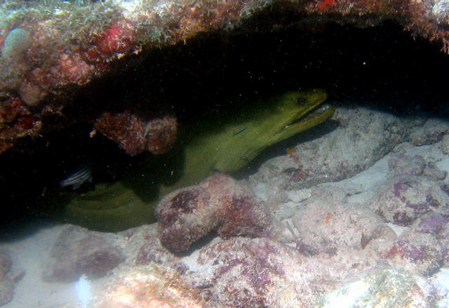 ../pictures/green_moray.jpg