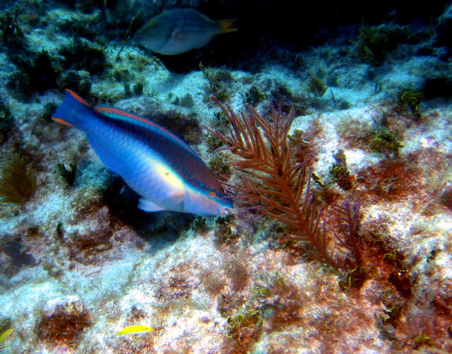 ../pictures/parrot_fish3.jpg