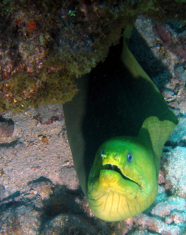 ../pictures/Green_moray1.jpg