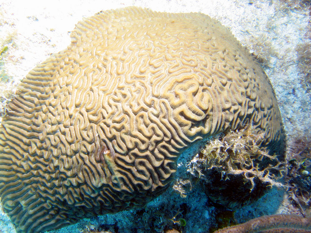 ../pictures/Brain_coral.jpg