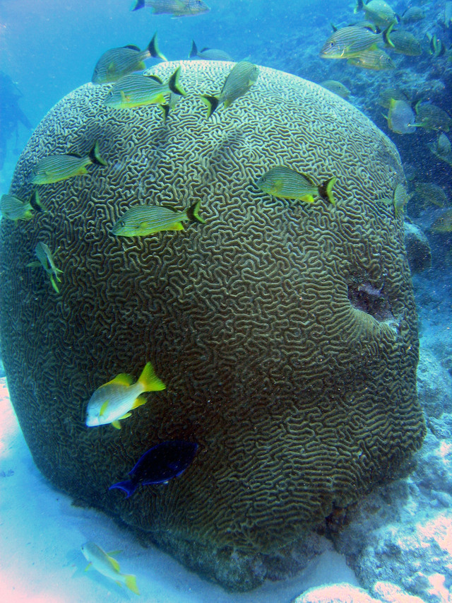 ../pictures/Brain_coral2.jpg