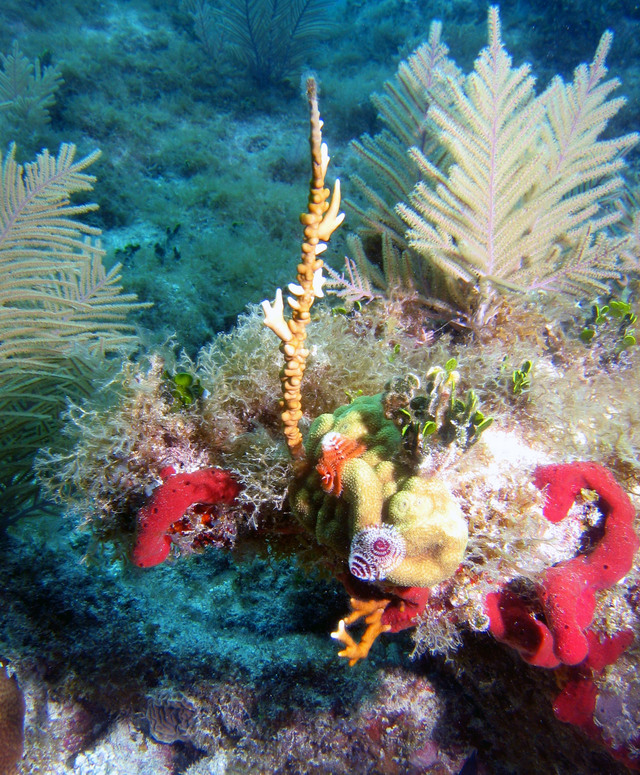 ../pictures/Bouquet_of_coral.jpg