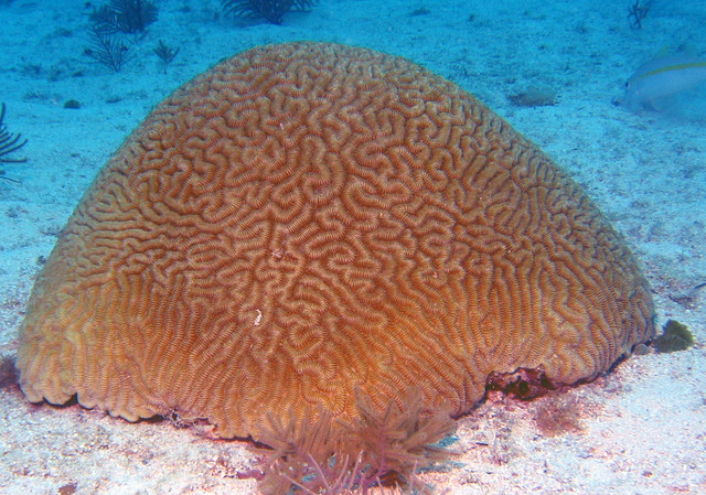 ../pictures/Brain_coral.jpg