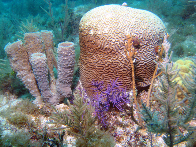 ../pictures/Brain_coral_and_sponges.jpg