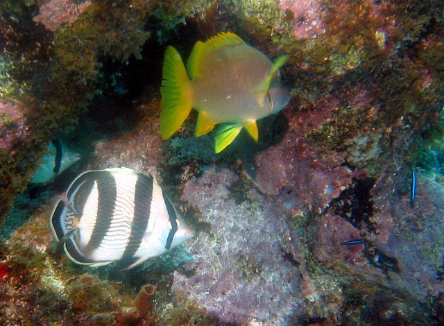 ../pictures/butterfly_fish5.jpg