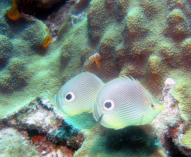 ../pictures/butterfly_fish7.jpg