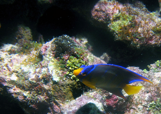 ../pictures/juvenile_angel_fish2.jpg