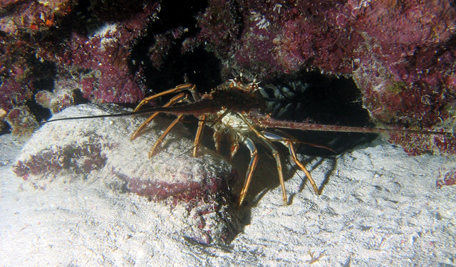 ../pictures/lobster.jpg