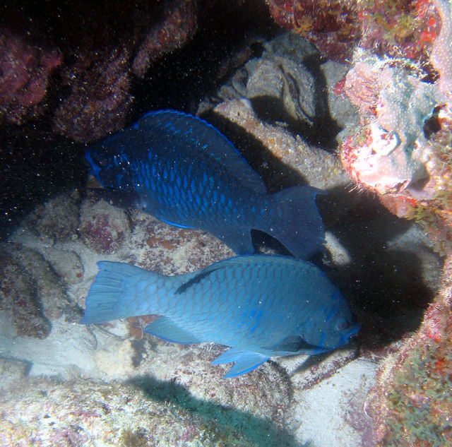 ../pictures/parrot_fish2.jpg