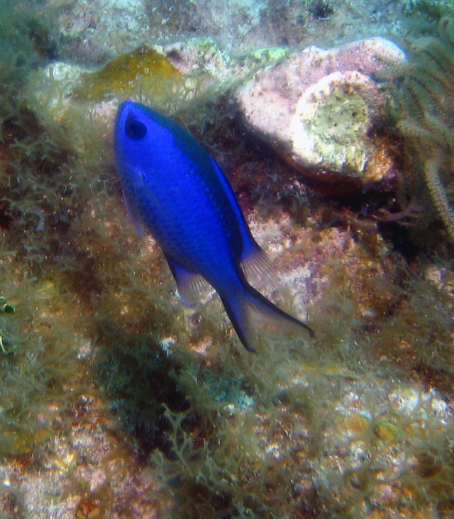../pictures/blue_reef_fish.jpg