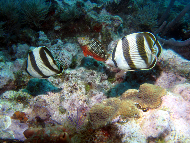 ../pictures/butterfly_fish3.jpg