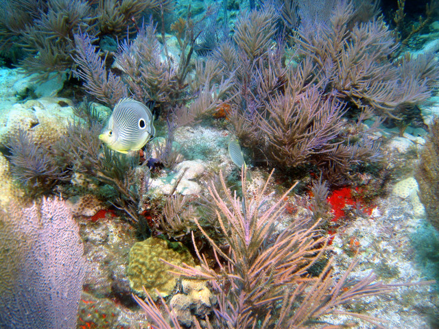 ../pictures/butterfly_fish4.jpg