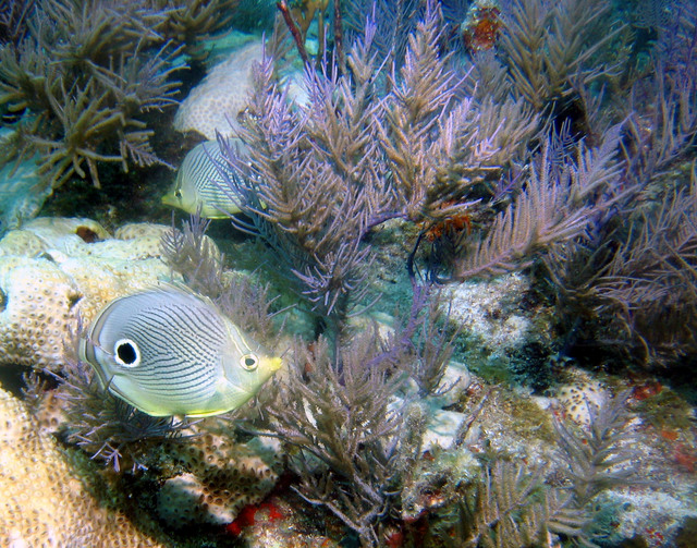 ../pictures/butterfly_fish5.jpg