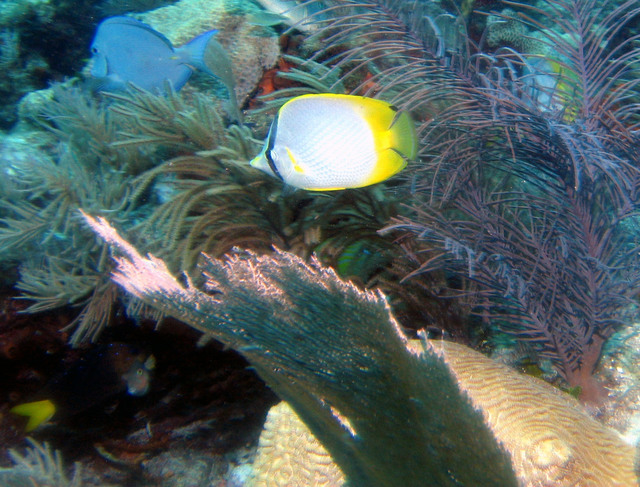 ../pictures/butterfly_fish6.jpg