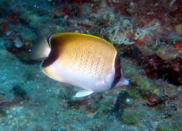 ../pictures/butterfly_fish8.jpg