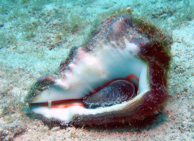 ../pictures/conch.jpg