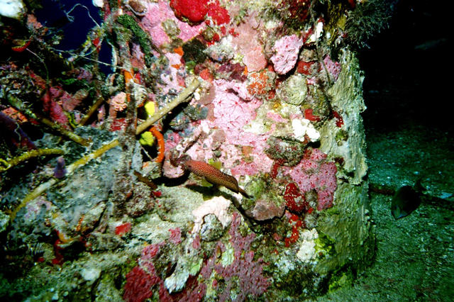 ../pictures/coral_on_wreck.jpg