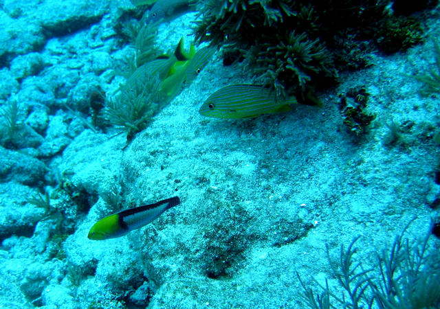 ../pictures/yellowhead_wrasse.jpg