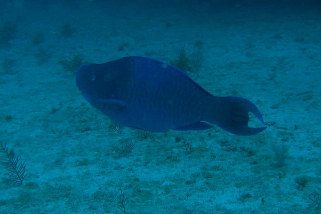 ../pictures/parrot_fish2.jpg
