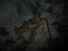 mr_lobster_by_night3.jpg