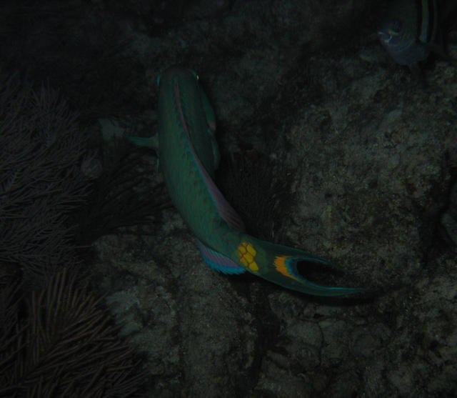 ../pictures/parrot_fish_by_night.jpg