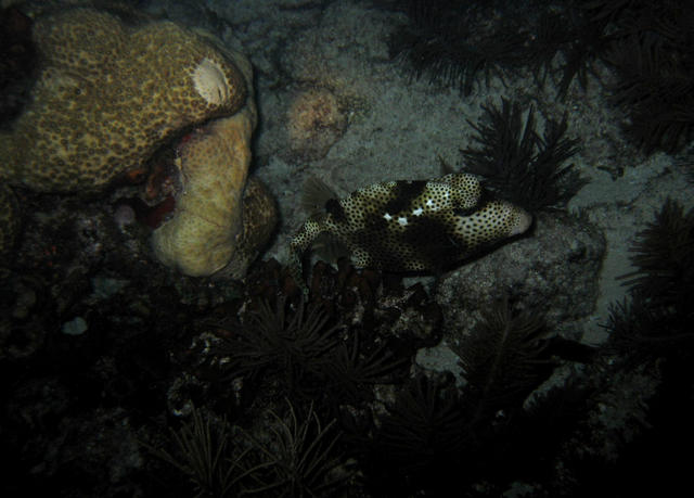 ../pictures/trunk_fish_by_night.jpg