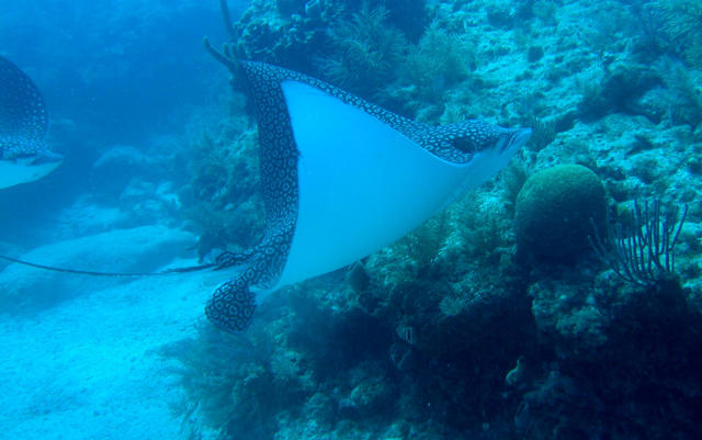 ../pictures/spotted_eagle_ray.jpg