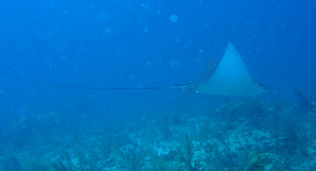 ../pictures/spotted_eagle_ray2.jpg
